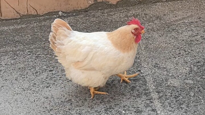 Versi bebas klasik ayam berjalan