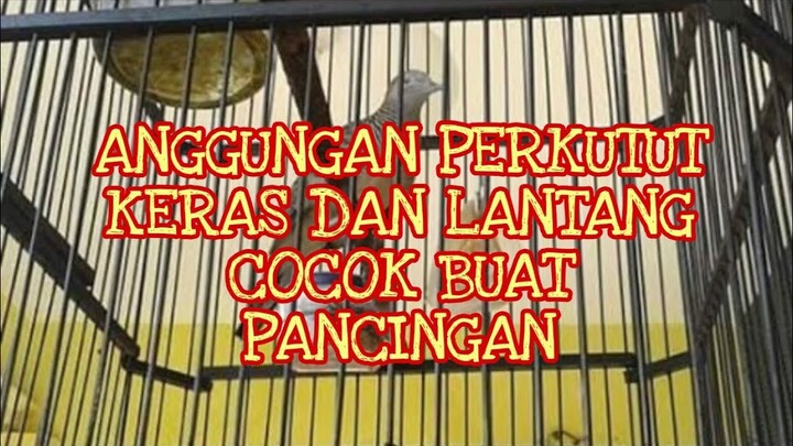 Perkutut bangkok irama keras lantang