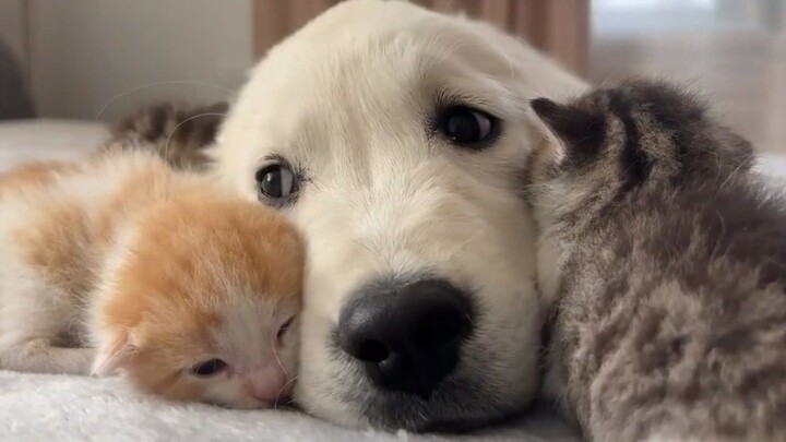 اللقاء الأول بين جرو الـ"جينماو" وصغار القطط الحليبيّة، كلّ الهواء يعبق برائحة اللطف والسعادة.