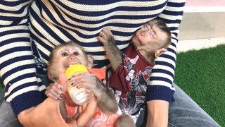 Lay Heang monkey got drunk of milk, fastly asleep