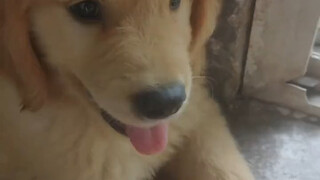 Golden Retriever: Why are you so angry?