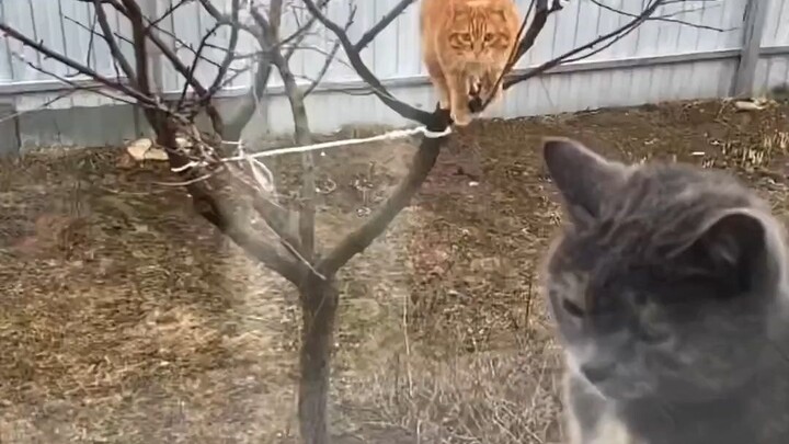 From the cat's butt