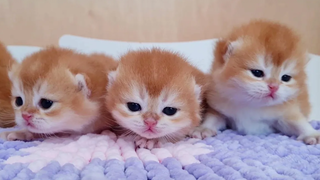 Tiny Kittens ในที่สุดก็เห็นแม่ของพวกเขา พวกเขาลืมตา😍