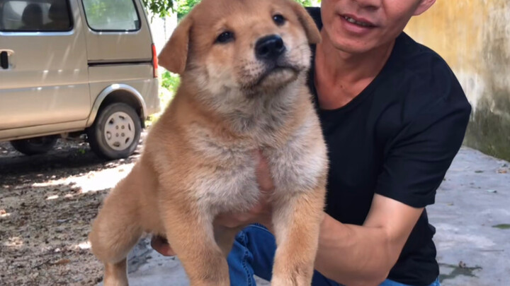 Sepanjang tahun ini, Li Ronghao berubah menjadi gadis manis; anjing kampung siapa yang lucu banget s