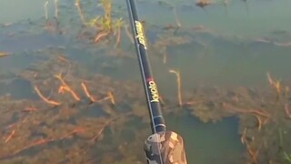 mancing