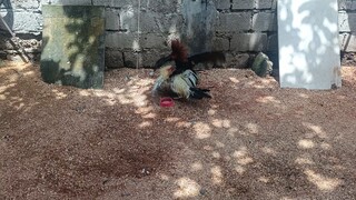 kanaway makabalik sana hehe
