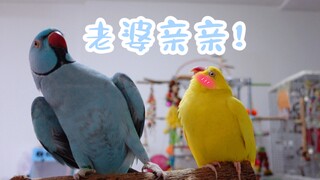 Xiao Lan: I’m going to kiss Xiao Huang’s head bald today!