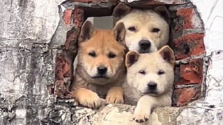 "Momen Penyembuhan dari Anjing Tanah Kecil"