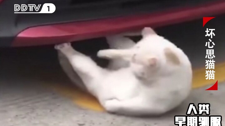 Precious footage showing that cats can't possibly have any ulterior motives!