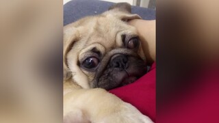 Tắt hộ anh cái động cơ eiii hapupug chó chó_cưng chócute chócon chómèo chómèohàihước chópug funny video videodog