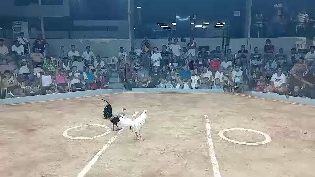 CVCC Grand finals 7 stag Calajoan: 1st fyt melsims grey (L)