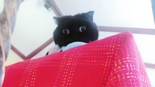 أفكار شياوتشينغ الصغيرة!