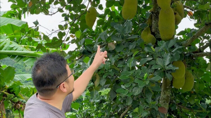 Jackfruit Tree Cutting Propagation Method