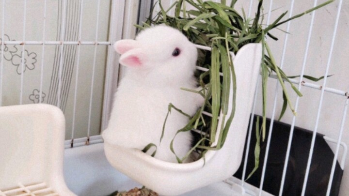 กระต่ายน้อยนั่งกินหญ้า