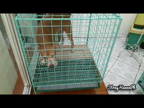 Two Mama Cat Fixed and Back Home,Kittens Missing Them😆