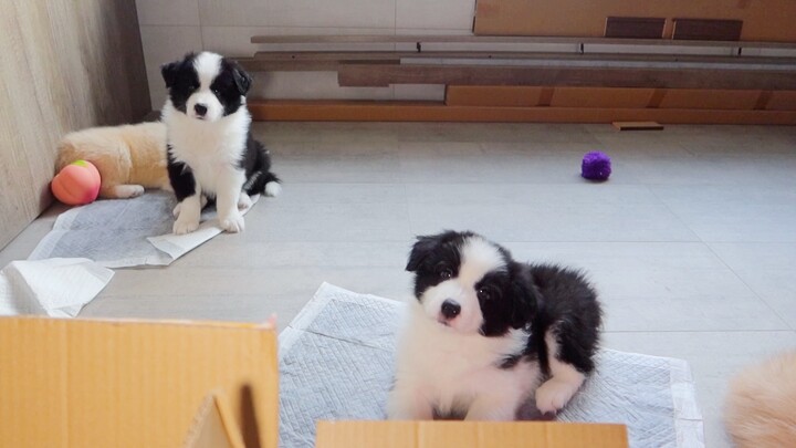 【Border Collie】Enam Anak Anjing Kecil Bertemu Ayah Kandungnya untuk Pertama Kalinya Hari Ini, Mengge