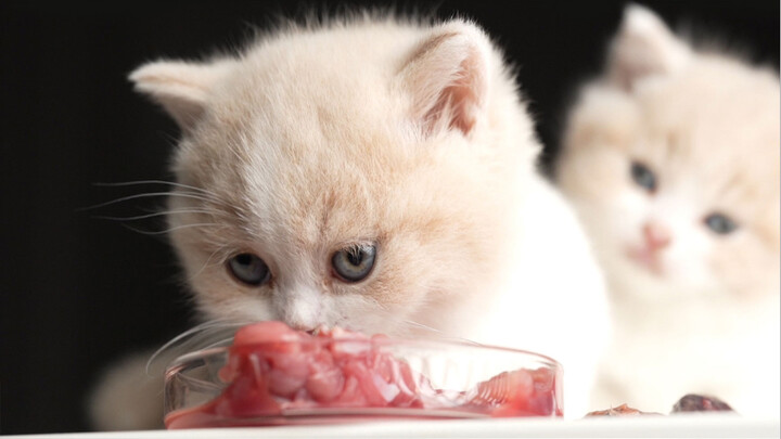 Ada sebagian kucing kecil telah memiliki wajah berjuara sejak kecil