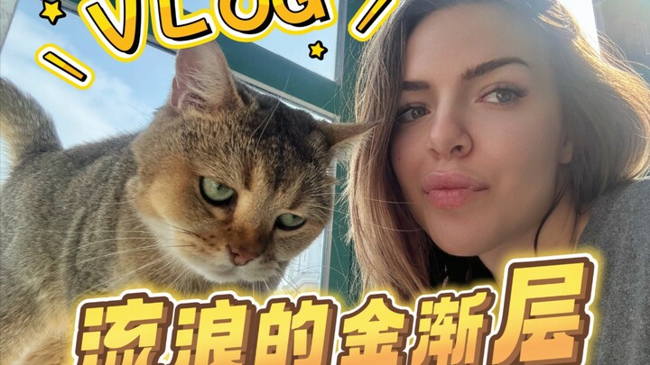 Mèo tam thể lang thang | Vlog cứu hộ