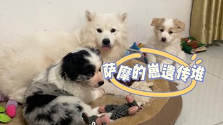 Hasil tes genetik untuk anak anjing Samoyed tiga warna telah keluar!