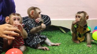 Monkeys Entertainment