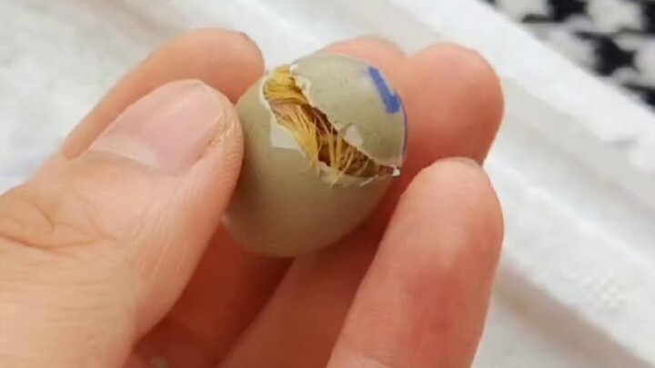 The Tiniest Chicken: The Full Hatching Process of a Quail