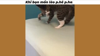 Bọn mồn lèo chơi c/ỏ #funny #haihuoc