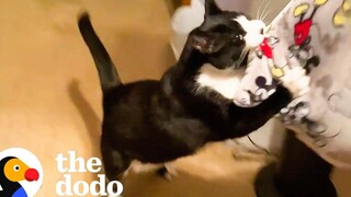 แมวไม่ชอบเวลาที่แฟนของแม่มา The Dodo Cat Crazy