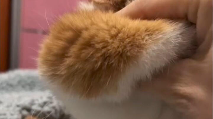 เข้ามาจุ๊บหน้าเลย!!! รวมคลิปแมวหน้าใหญ่