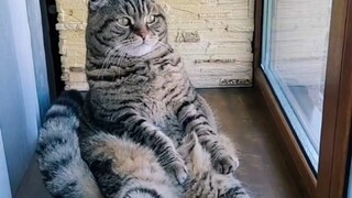 Cats will bring you joy.