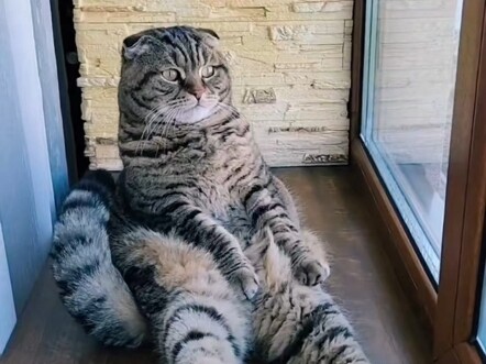 猫猫会带给你欢乐