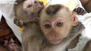 Monkey Nop Got New Friend Today, He Very Love New Baby Monkey, Nop Hug Baby