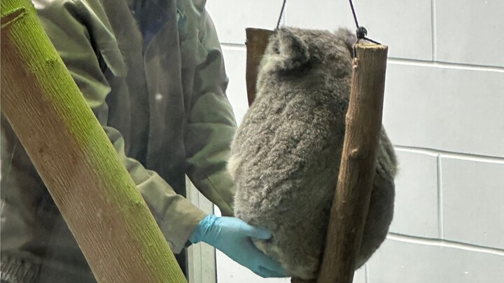 Koala weighing update: I heard some friends are curious about how it gets weighed while up a tree.
