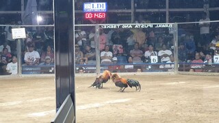 Joe Black at QCA