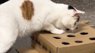 The cats that have played with it are crazy. Buy homemade toys for free and turn calico into cows.