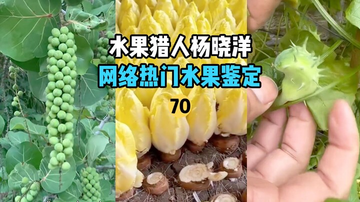 [Petualang Buah Hunter x Hunter] Identifikasi 70 Buah Populer di Internet