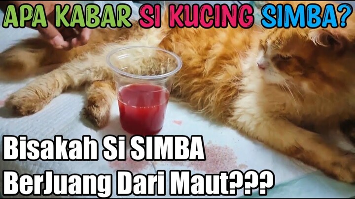 AKHIRNYA...!!! INI HASILNYA MENEMPUH JARAK 100 KM DEMI MENYELAMATKAN NYAWA SI KUCING " SIMBA "???