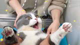 Sinh Nhật Mèo Bị Cạo Trọc, Tức Tới Mức Liên Tục Nằm Lên Ngồi Xuống?