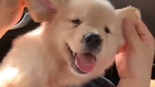 น้องหมาน่ารักจะแบ่งปันให้กับคนน่ารัก
