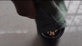 带你看看怎么给茄子催芽