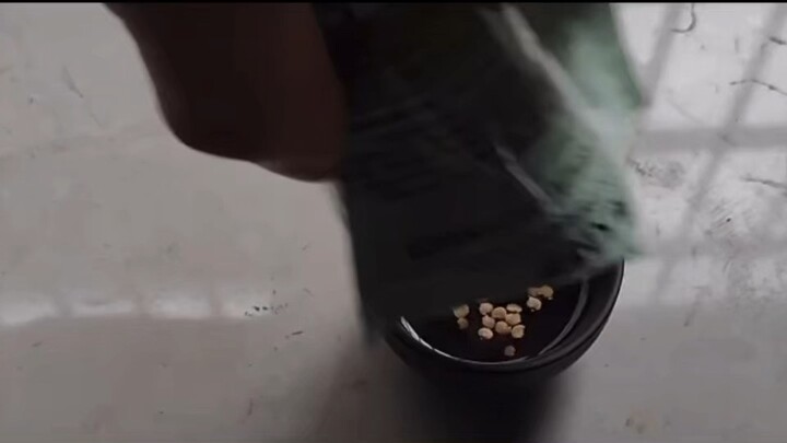 带你看看怎么给茄子催芽