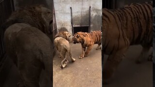 Tiger vs Lion (Tiger dominates short encounter)