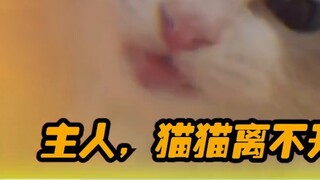 Green Tea Kitten knows how to manipulate people
