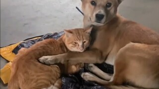 Dog: Being with me will keep the kitten from feeling so cold this winter.