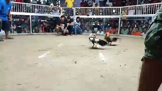 bulik na d nkabalik. loss  mga boss...