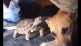 Funny Turtle Teasing DOG