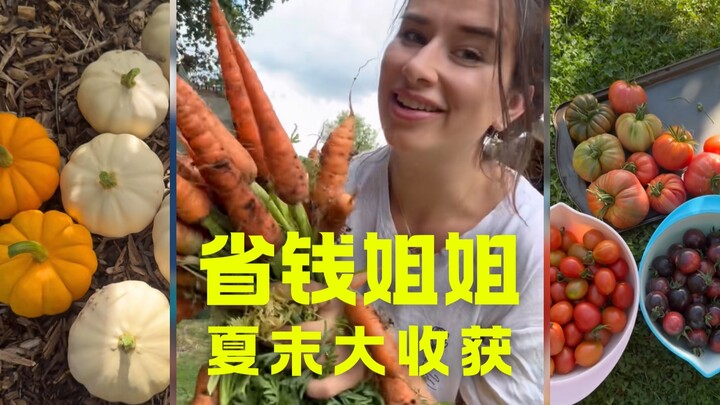 Panen akhir musim panas di kebun, hasilnya bisa langsung dijajakan di pasar! 🌶️🥕🍅