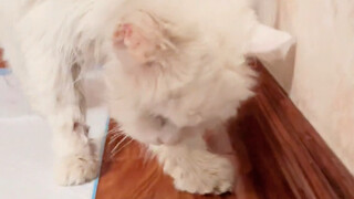 إنه الآن جد القط البالغ من العمر 25 عامًا.