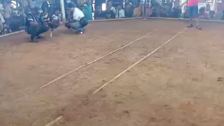 4 Cock Derby 3 wins 1 lose