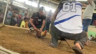 Ang huling baraha, haroldbrown grey 8months old sagad sa tibay
