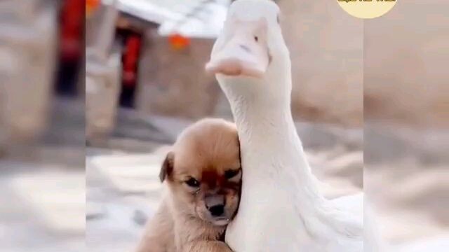 cưnggg thế nhỏ